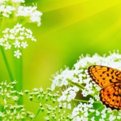 Кухонный фартук Фауна 036 МДФ матовый (3000) Fauna в Талице - talica.mebel24.online | фото