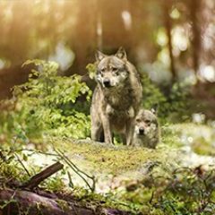 Кухонный фартук Фауна 047 МДФ матовый (3000) Fauna в Талице - talica.mebel24.online | фото